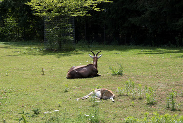 eine antilope und ein neugeborenes auf dem gras liegend in einem Park in Deutschland
