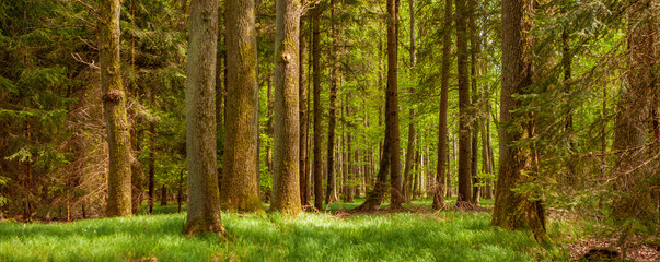 Obraz premium Waldmotiv