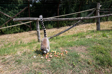 ein katta beim früchte fressen in einem Park in Deutschland