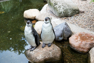 zwei pinguine auf einem stein im see stehend in einem Park in Deutschland