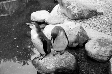 zwei pinguine auf einem stein sitzend in einem Park in Deutschland in schwarz weiß
