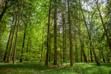 Fototapeta na wymiar Waldmotiv