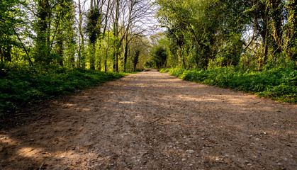 Fototapeta na wymiar Taking a walk along a path in a country park (UK)