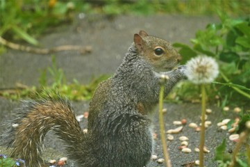 Squirrel warming paws in Dandelion