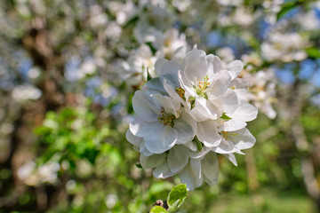 blooming apple tree in the garden. Spring time