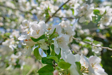 blooming apple tree in the garden. Spring time