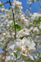 blooming apple tree in the garden. Spring time