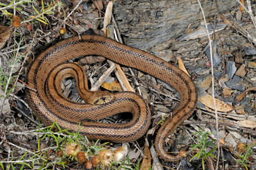 Ladder snake / Treppennatter (Zamenis scalaris, Rhinechis scalaris, Elaphe scalaris) - Algarve,...