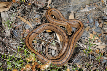 Ladder snake / Treppennatter (Zamenis scalaris, Rhinechis scalaris, Elaphe scalaris) - Algarve,...