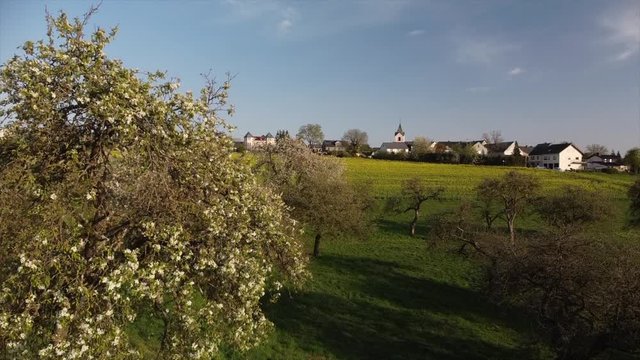 bl&uuml;hende Kirchb&auml;ume bei Dohr, Eifel, Rheinland-Pfalz, Deutschland
