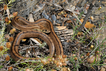 Ladder snake / Treppennatter (Zamenis scalaris, Rhinechis scalaris, Elaphe scalaris) - Algarve,...