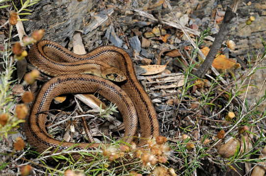 Ladder snake / Treppennatter (Zamenis scalaris, Rhinechis scalaris, Elaphe scalaris) - Algarve, Portugal