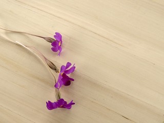 Beautiful flowers on a background with a place for your advertising.