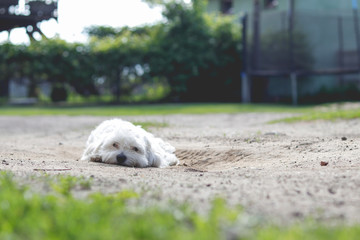 white maltese dog sitting outdoors