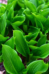 Green lily of the valley leaves without flowers. Green background.