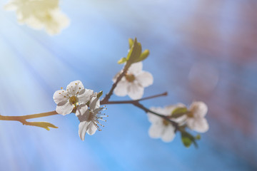 Cherry blossoms over blurred nature background. Spring flowers. Spring Background with bokeh