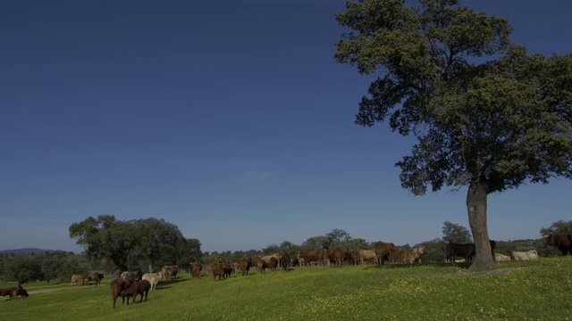 Retinta breed calves grazing in the spring of the Pedroches Valley. Limousin. Angus