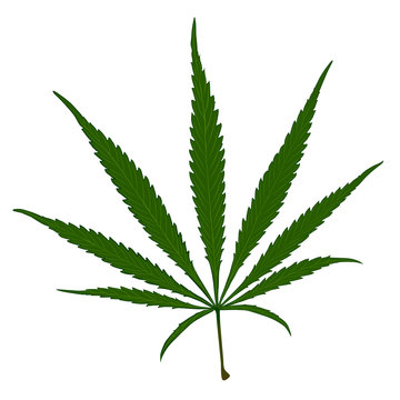 Cannabis green leafs vector image