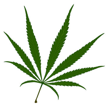 Cannabis green leafs vector image