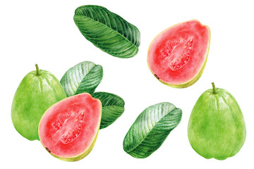 Guava set composition watercolor illustration isolated on white background