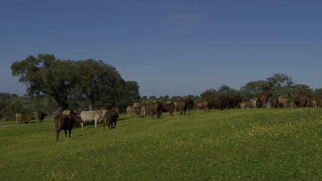 Retinta breed calves grazing in the spring of the Pedroches Valley. Limousin. Angus