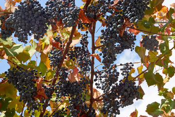 Ripe blue bunches of grapes hang among the green foliage in gazebo