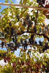 Ripe blue bunches of grapes hang among the green foliage in gazebo