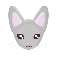 head of cute cat on white background, feline domestic