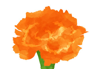 オレンジのカーネーション 素材