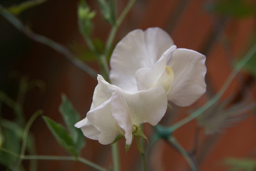 snow white sweet pea flower close up
