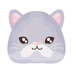 head of cute cat on white background, feline domestic