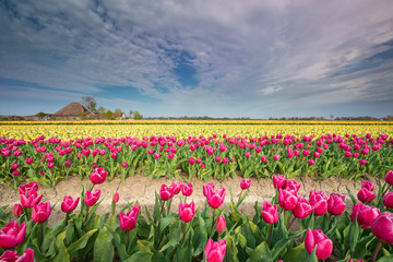 Obraz premium colorful tulip field on Dutch farmland