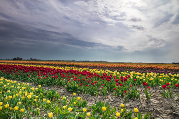 colorful tulip rows on Dutch farmland