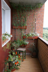 Fototapeta na wymiar Your garden on the balcony