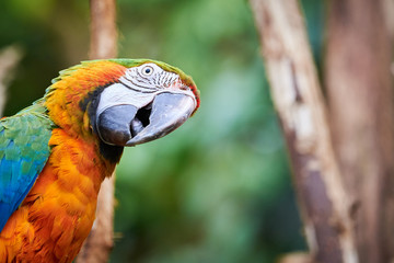 Curious Bird Blue-and-yellow macaw (Ara ararauna), exotic bird