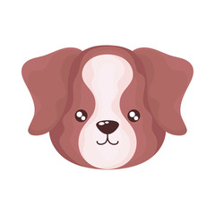 head of cute dog on white background