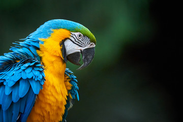 Blue-and-yellow macaw closeup (Ara ararauna), exotic bird