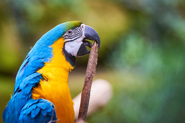 Blue-and-yellow macaw on a branch (Ara ararauna)