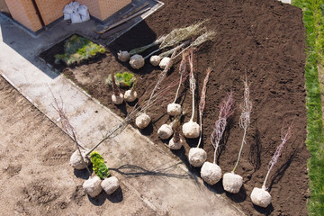 Seedlings of deciduous trees and shrubs with packed roots lie on loosened soil for planting in...