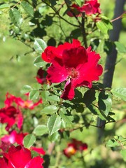 red rose in garden  amazing rose season reflecting attractive colors of rose in spring
