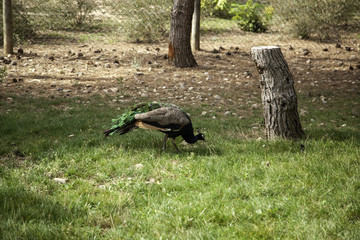 Forest peacock