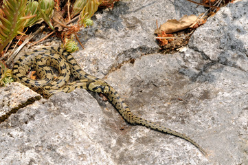 juvenile Ladder snake / junge Treppennatter (Zamenis scalaris, Rhinechis scalaris, Elaphe scalaris)...
