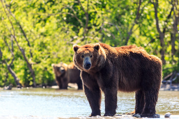 Fototapeta na wymiar Two big Brown bears (Ursus arctos beringianus) fishing in the lake. Kamchatka, Russia