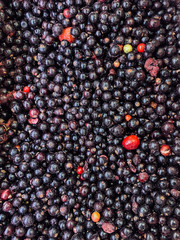 lots of ripe berries for cooking as a background