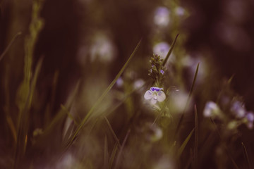 Wilde lila Miniblumen im Gras
