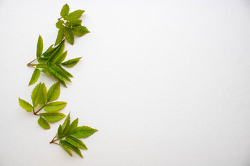 Set of green leaves isolated on a white background