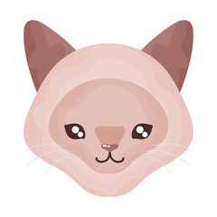 head of cute cat on white background, feline domestic