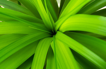 Beautiful green pattern plant