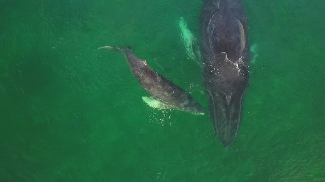 Humpback Whale and Calf Watching off Isla Conadora, Las Perlas Panama