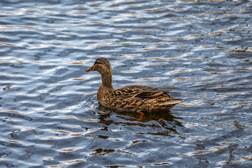 Drake Mallard Portrait, an up close and personal view of a Drake Mallard in water.